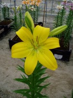 [1704 GlenGrant VH No01.JPG]